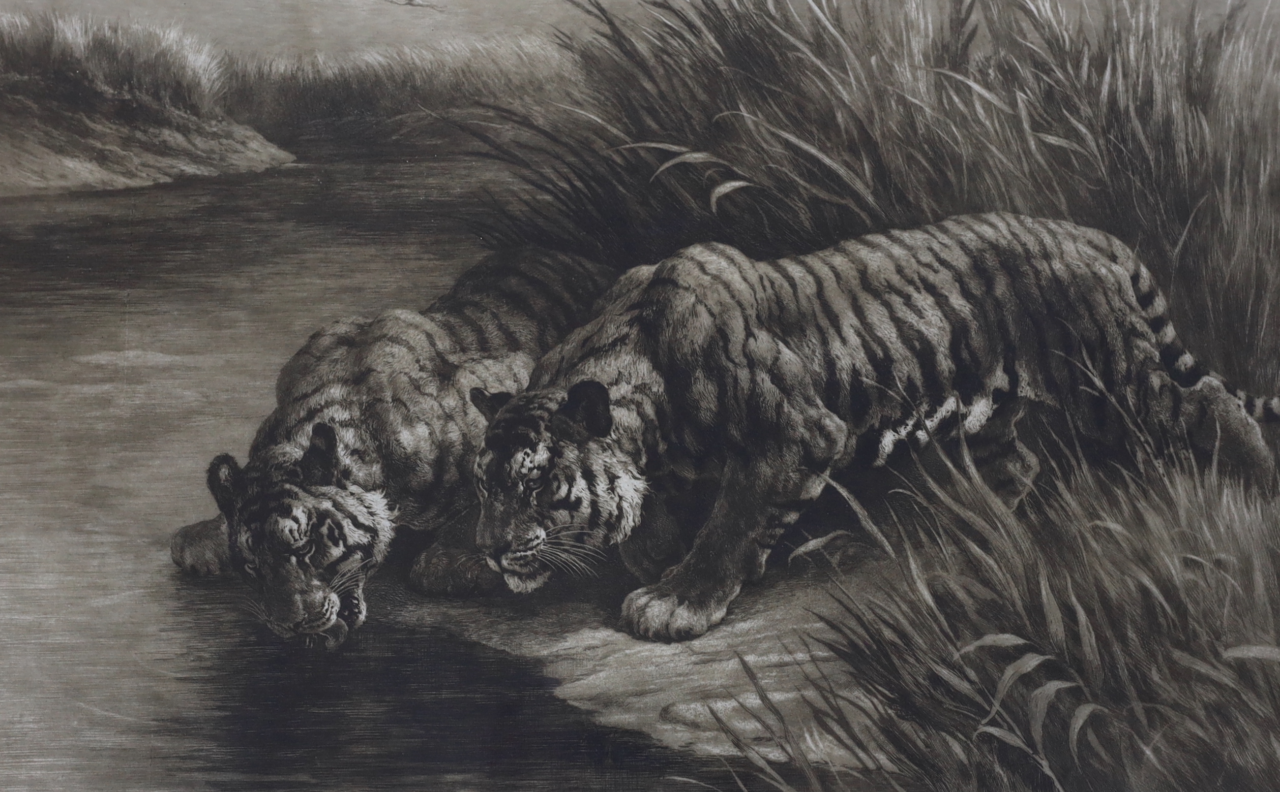 Herbert Thomas Dicksee (1862-1942), etching, ‘Thirst’, two tigers drinking from a river, signed in pencil, 42 x 68cm